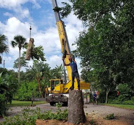 A crane lowers a cut trunk section while a crew member stands on the stump