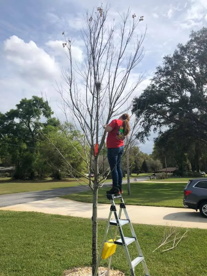 Action Tree Care crew member on a step ladder pruning a young tree in a front yard