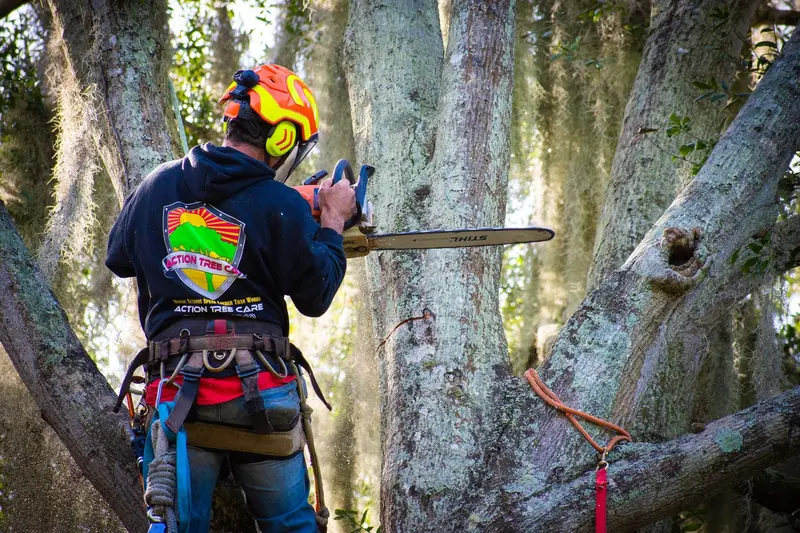 Climber in an Action Tree Care hoodie and helmet working in the crown of a live oak with Spanish moss