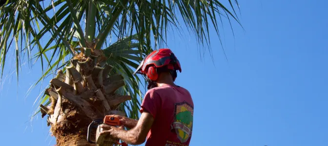 Climber trimming a palm with a chainsaw