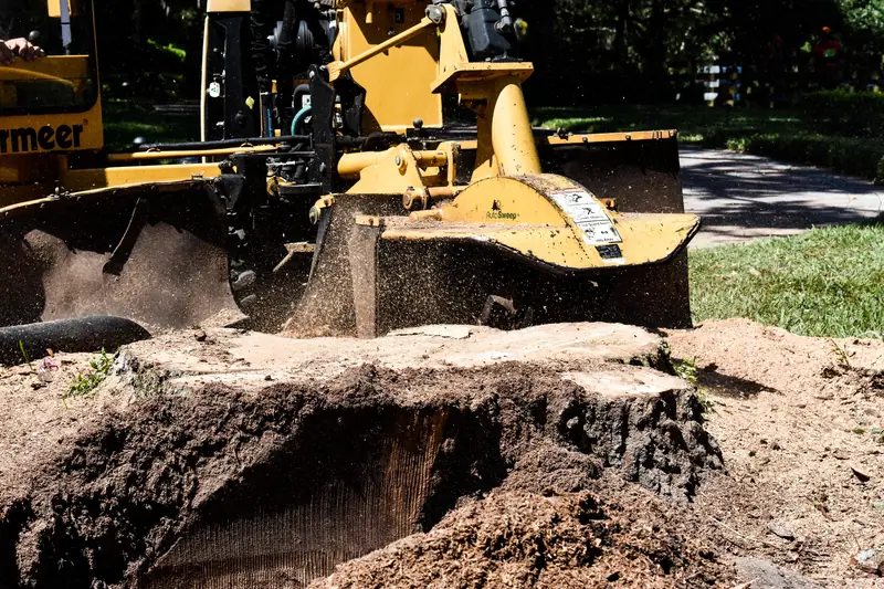 Stump grinder working a freshly cut stump