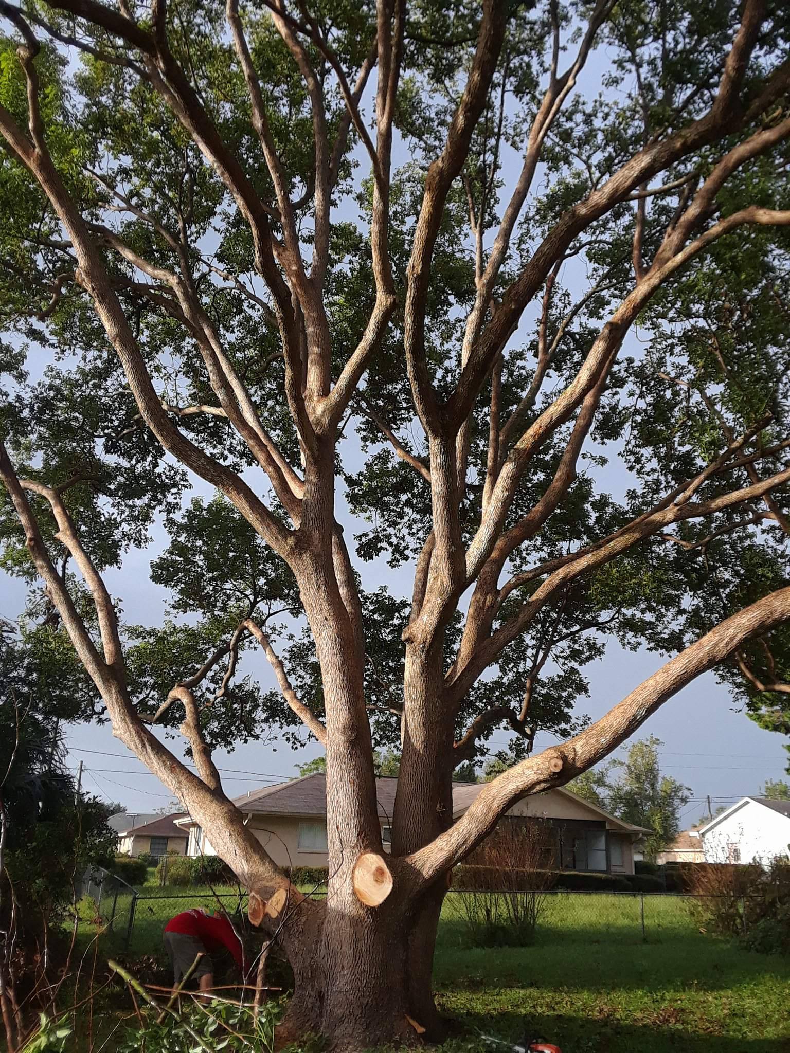 Tree Removal and Caring For Mature Trees