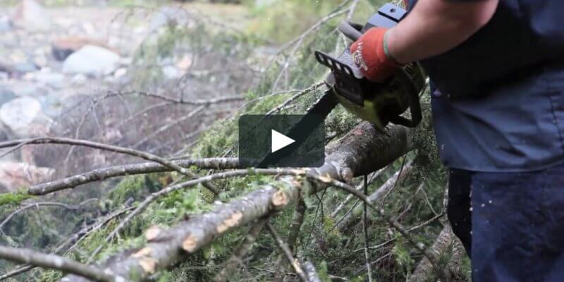 TOP 5 Best Tips for Perfect Tree Cutting  Action Tree Care