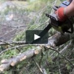 Tree-Cutting-800x400