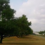 Tree-Maintenance-800x400