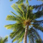 palm-tree-2065658_1280-800x400