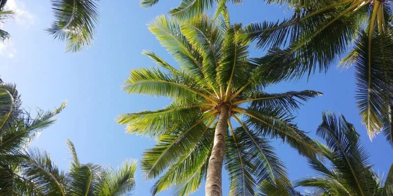 palm-tree-2065658_1280-800x400