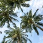 palm-tree-maintenance-800x400