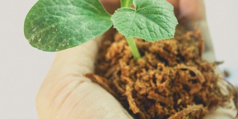 plant-a-tree-800x400