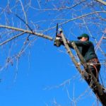 tree-100589_1280-800x400