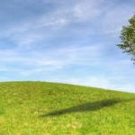 tree-care-checklist-800x400