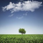 tree-natur-nightsky-cloud-800x400