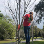 arborist consultations Daytona Beach