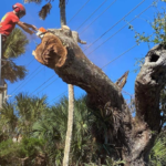 Hazardous Tree Removal in Volusia County