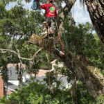 storm damage tree care Orange County