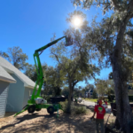 tree removal DeLand