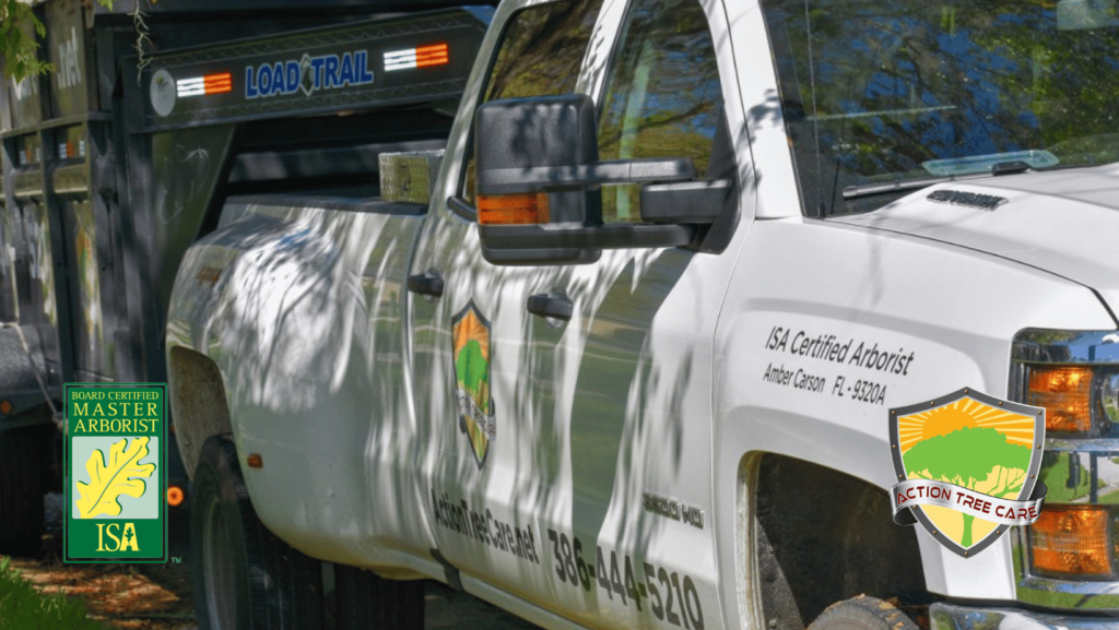 selecting-right-tree-service