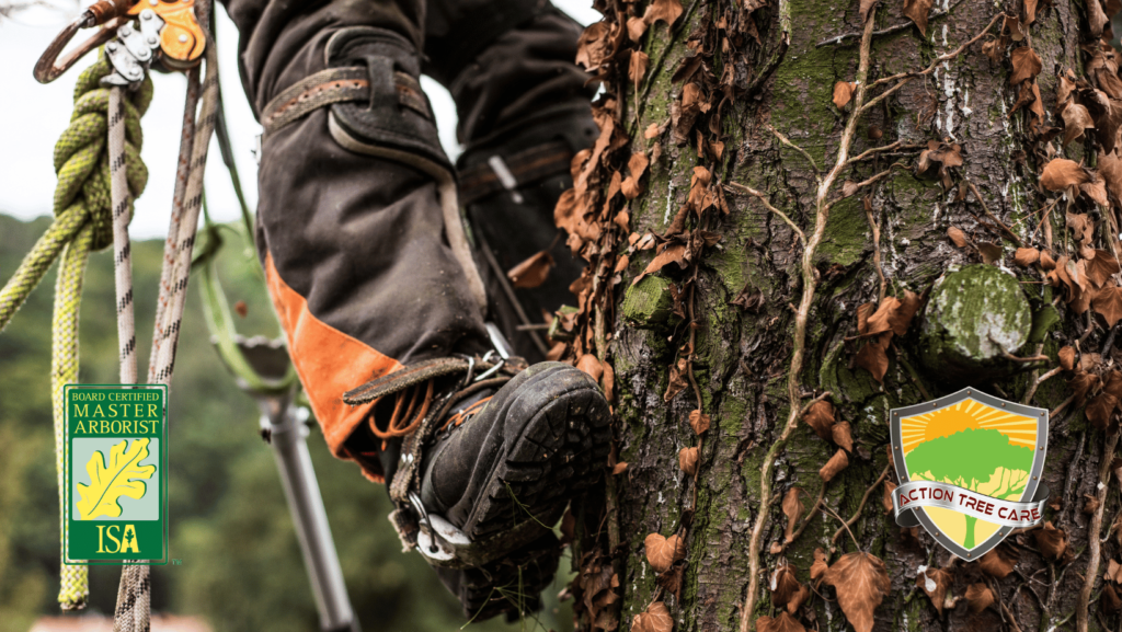 professional-arborists-expertise