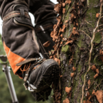 professional-arborists-expertise