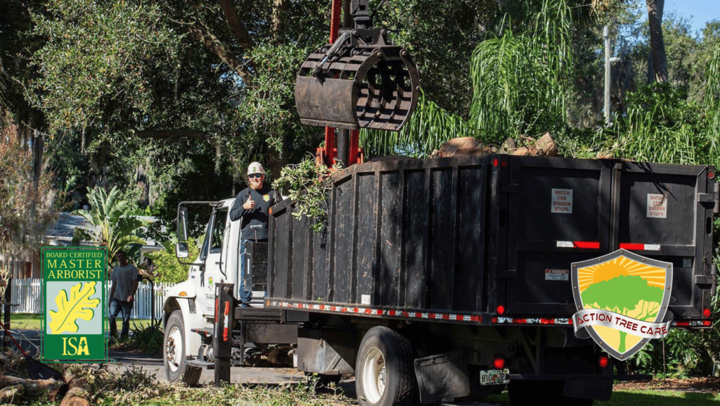 importance-professional-tree-services