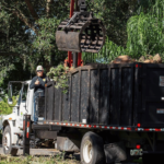 importance-professional-tree-services