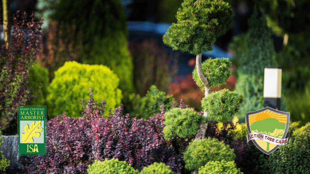 ornamental-trees-florida