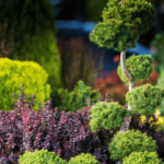 ornamental-trees-florida
