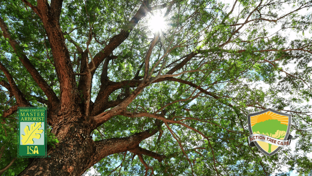 balancing-shade-sun-garden
