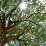 balancing-shade-sun-garden