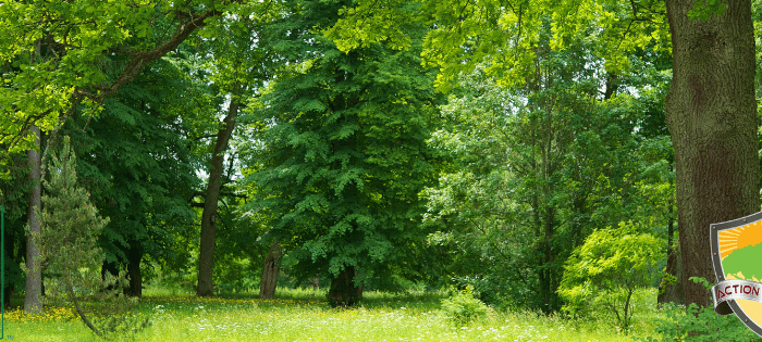 tree-shaping-techniques