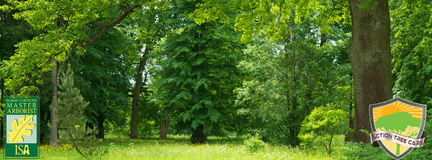 tree-shaping-techniques